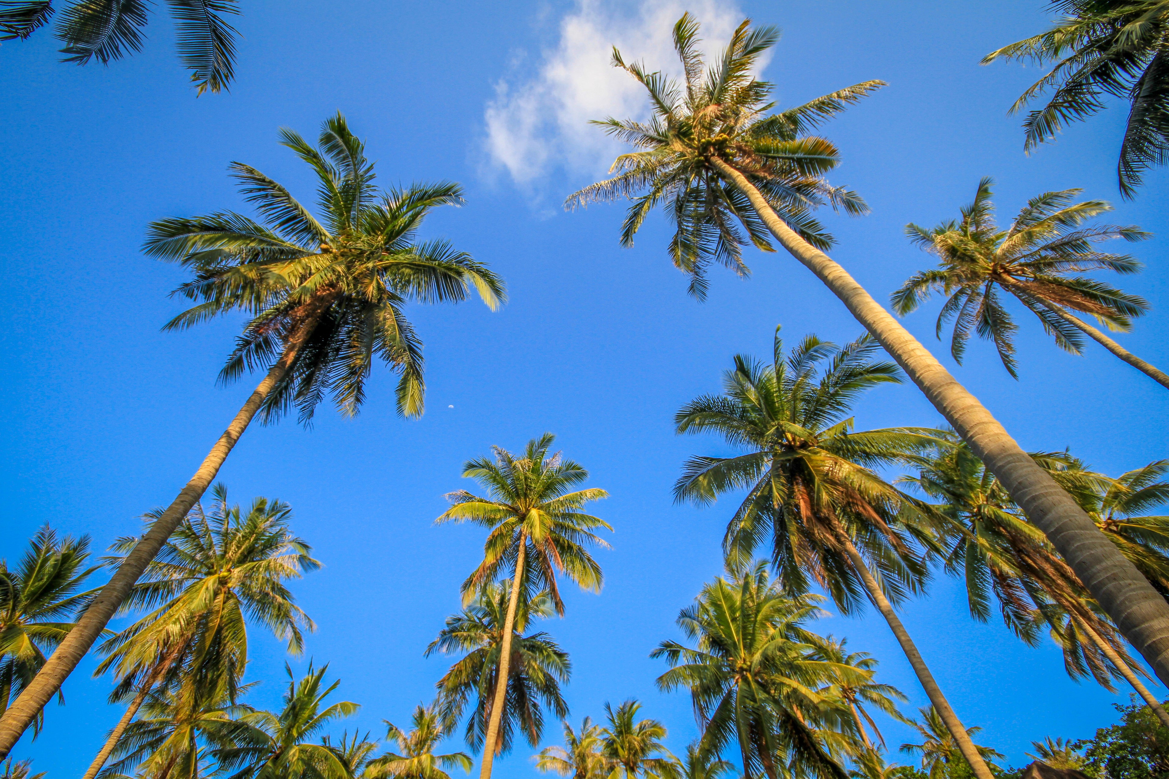 Palm trees against a bright blue sky.